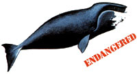 Bowhead whale.